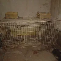 قفس جفت کن جوجه گیری بزرگ