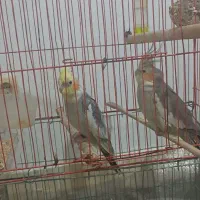 عروس هلندی نروماده مولد باقفس