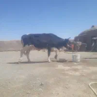 گاو شیری و ابست ۳ماهه