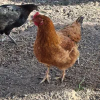 مرغ جوان ۸ماه|حیوانات مزرعه|اقبالیه, |دیوار