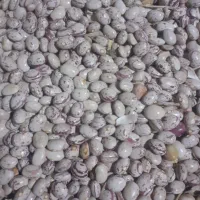 لوبیا چیتی به شرط یک هفته پیش برداشت شده