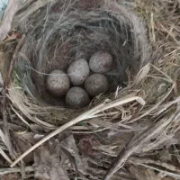 ویلا و باغ در چهار خروار|فروش خانه و ویلا|بجنورد, |دیوار