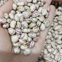 کوشا درجه یک