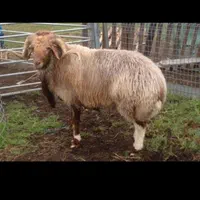 قصاب، سلاخ، حرفه ای سیاردرمحل|خدمات پذیرایی، مراسم|ملایر, |دیوار