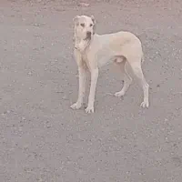سگ گلگی