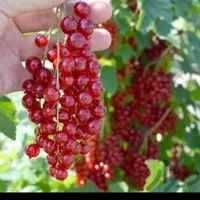 نهال انگور خارجی وارداتی بر محصول و زیبا ۸۰ گونه|خدمات باغبانی و درختکاری|مشهد, وکیل‌آباد|دیوار