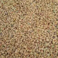 عدس محلی خوشپخت تمیز