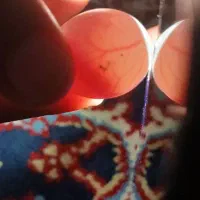 فروش استثنایی عروس هلندی