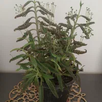 گل طبیعی 50 تومن