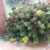 گلهای زیبا|گل و گیاه طبیعی|ماسال, |دیوار