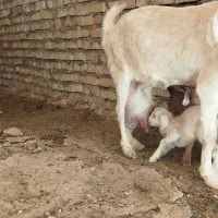 بز سیری سانن|حیوانات مزرعه|سده (خراسان جنوبی), |دیوار