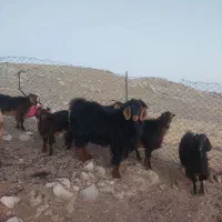 بز نر ، ساورین