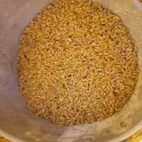 گندم زیر بابا جاری