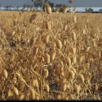 اجازه زمین کشاورزی برای کاشت نخود