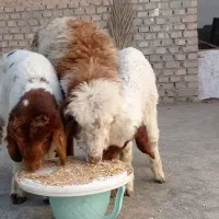 بره عراقی اصیل ش