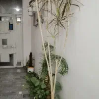 گل بو فروشتن