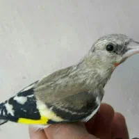 جوجه سهره فرار کرده عکس نمایشی