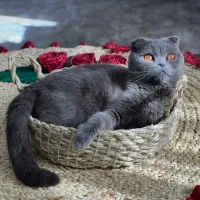 گربه بیریتیش