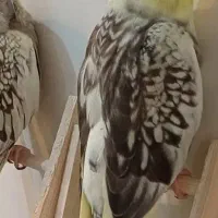 پیدا شده
