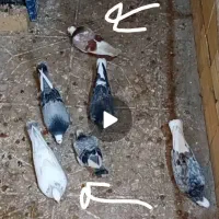 کبوتر گمشده خلیفه