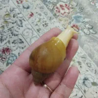 حلزون آچاتینا