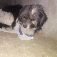 سگ شیتزو|سگ|یاسوج, |دیوار