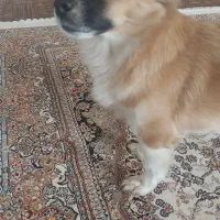 سگ اشپیتز روباهی