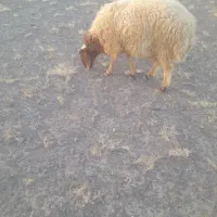 بره نر دورگ