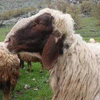 قوچ سنجابی