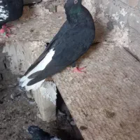 دم سفید سینه سیاه