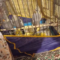 4تا جوجه عروس هلندی|پرنده|کرمان, |دیوار