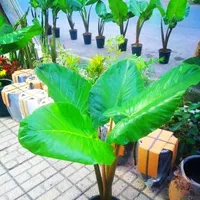 گل وگیاه آپارتمانی باباادم|گل و گیاه طبیعی|مشهد, ایثارگران|دیوار