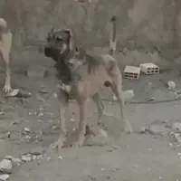 گم شده