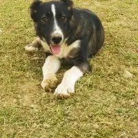 تو‌سگه‌گله‌ای‌عالی