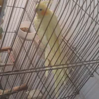 عروس هلندی ماده|پرنده|امیدیه, |دیوار