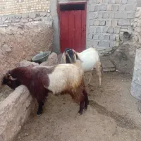 بز نر|حیوانات مزرعه|چنگ الماسی, |دیوار