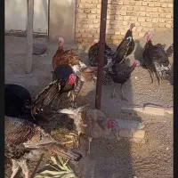 بقلمو جوان|حیوانات مزرعه|دشتابی, |دیوار