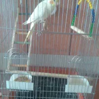 عروس‌هلندی