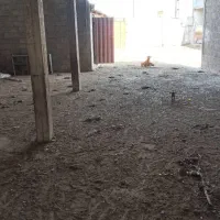 اجاره گاوداری   با پروانه 150راس30م|اجارهٔ دفتر صنعتی، کشاورزی، تجاری|بندر انزلی, چهارفریضه|دیوار