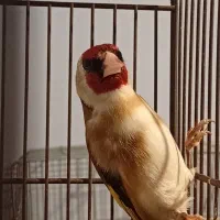 سهره متولد قفس