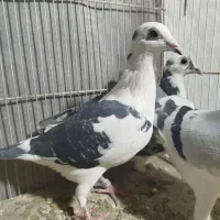 کفتر پلاکی مسافتی|پرنده|مشهد, مهدی آباد|دیوار