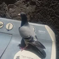 کبوتر