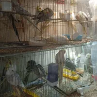 کبوتر پرشی عروس هلندی|پرنده|محمدشهر, محمدشهر|دیوار