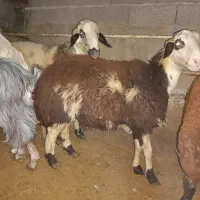 بره نر،چاق،برای قربانی