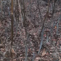 نهال گردو|خدمات باغبانی و درختکاری|مشگین شهر, |دیوار