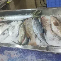 ماهی و میگو