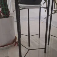 پایه گل|گل و گیاه طبیعی|سرخس, |دیوار