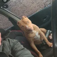 سگ پیتپول|سگ|تربت‌حیدریه, پائین ولایت|دیوار