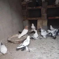 کبوتر|پرنده|آذرشهر, |دیوار