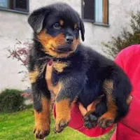 دابرمن رنگ بولو توله کن کورسو بولو و روت آمریکن|سگ|تهران, آبشار تهران (دریاچه)|دیوار